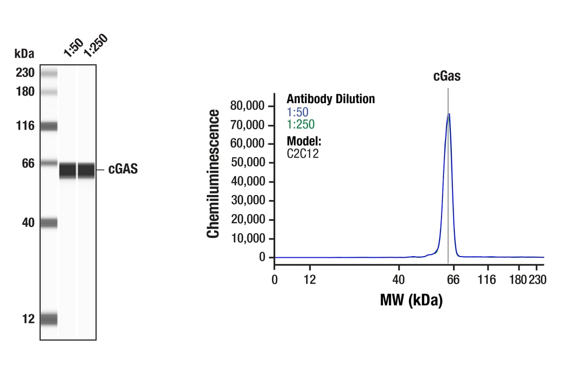 undefined Image 24: Mouse-Reactive STING Pathway Antibody Sampler Kit