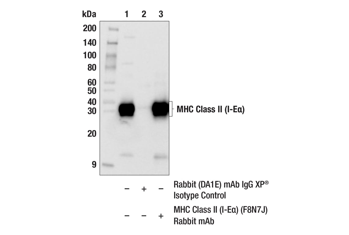 Immunoprecipitation Image 1: MHC Class II (I-E alpha) (F8N7J) Rabbit Monoclonal Antibody