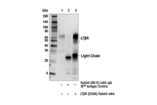 Immunoprecipitation Image 1: LT-beta-R (E5I6X) Rabbit Monoclonal Antibody