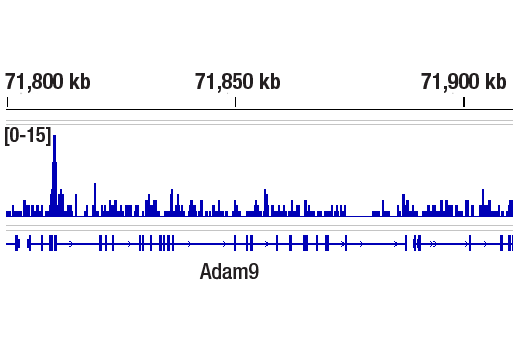 CUT & RUN Image 1: Mono-Methyl-Histone H3 (Lys4) (D1A9) Rabbit Monoclonal Antibody