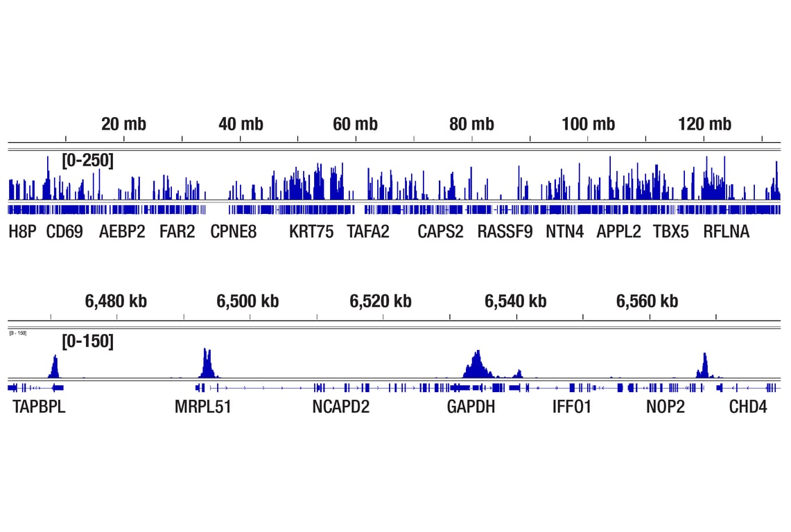 CUT & Tag Image 2: Goat Anti-Rabbit IgG (H+L) Antibody