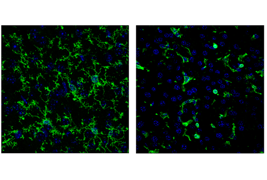 Immunofluorescence Image 2: CD45 (30-F11) Rat Monoclonal Antibody