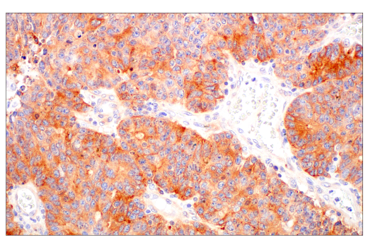 Immunohistochemistry Image 2: BST2 (E4N3W) Rabbit Monoclonal Antibody (BSA and Azide Free)