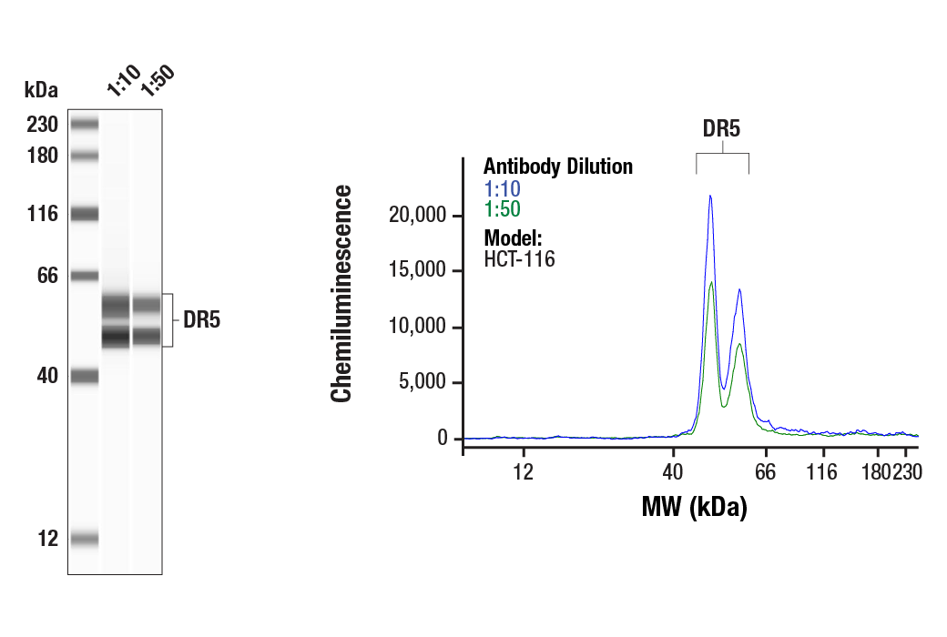 Western Blotting Image 1: DR5 (E9D7D) Rabbit Monoclonal Antibody