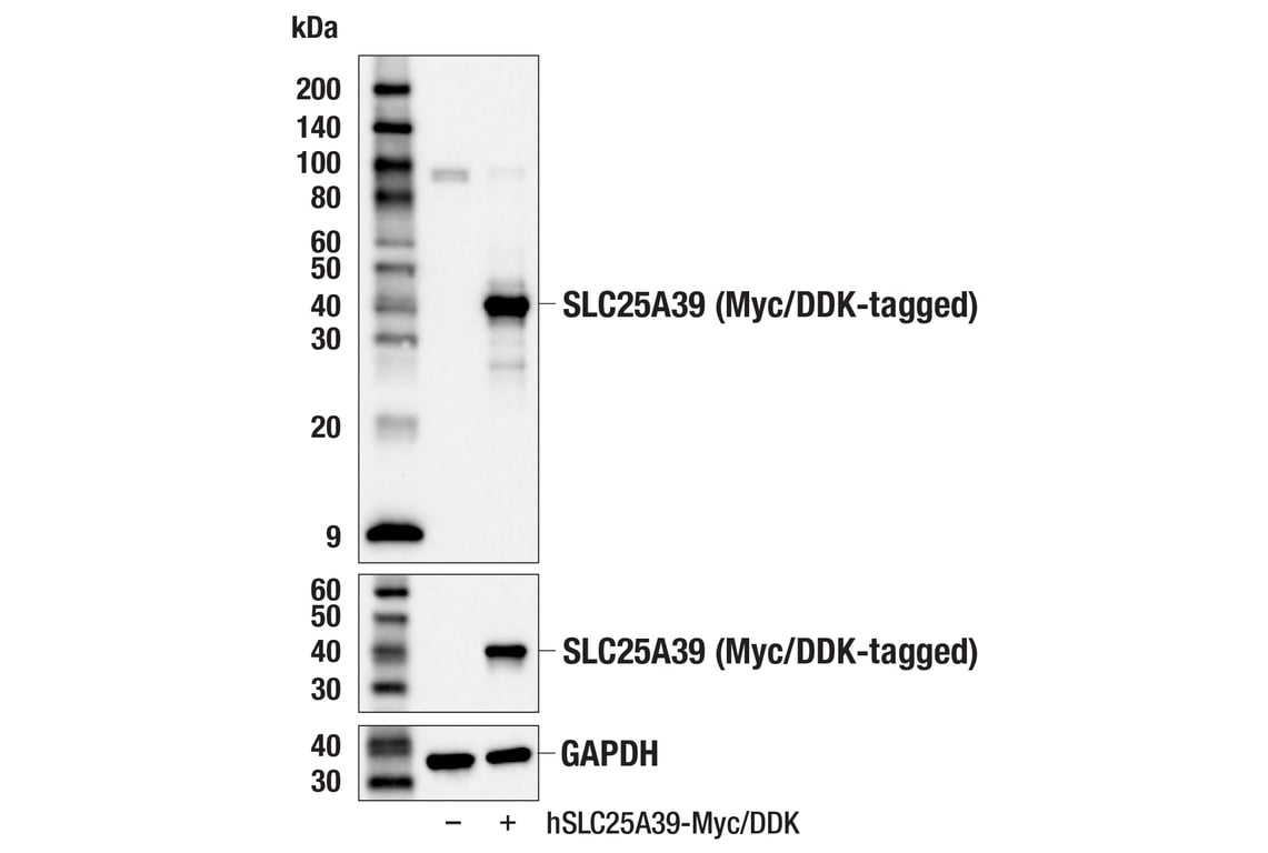 Western Blotting Image 3: SLC25A39 (F2F6O) Rabbit Monoclonal Antibody