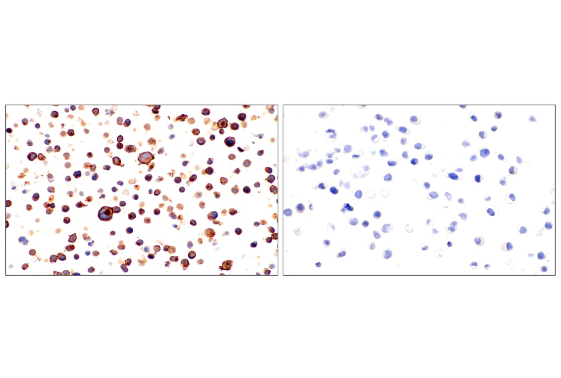 Immunohistochemistry Image 10: CD62L/L-Selectin (E7X9I) Rabbit Monoclonal Antibody (BSA and Azide Free)