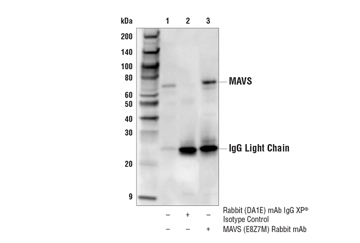 Immunoprecipitation Image 1: MAVS (E8Z7M) Rabbit Monoclonal Antibody