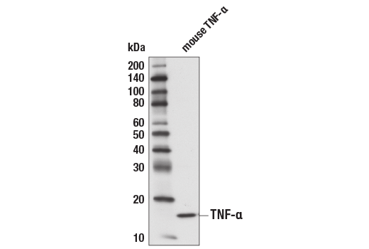 Western Blotting Image 2: TNF-alpha (D2D4) Rabbit Monoclonal Antibody