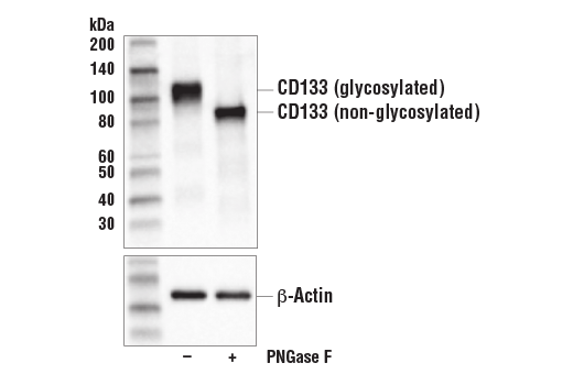 Western Blotting Image 2: CD133 (D2V8Q) Rabbit Monoclonal Antibody (BSA and Azide Free)