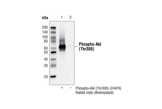 Immunoprecipitation Image 3: Streptavidin (Sepharose<sup>®</sup> Bead Conjugate)