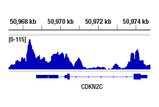undefined Image 3: Lysine Methyltransferase Antibody Sampler Kit