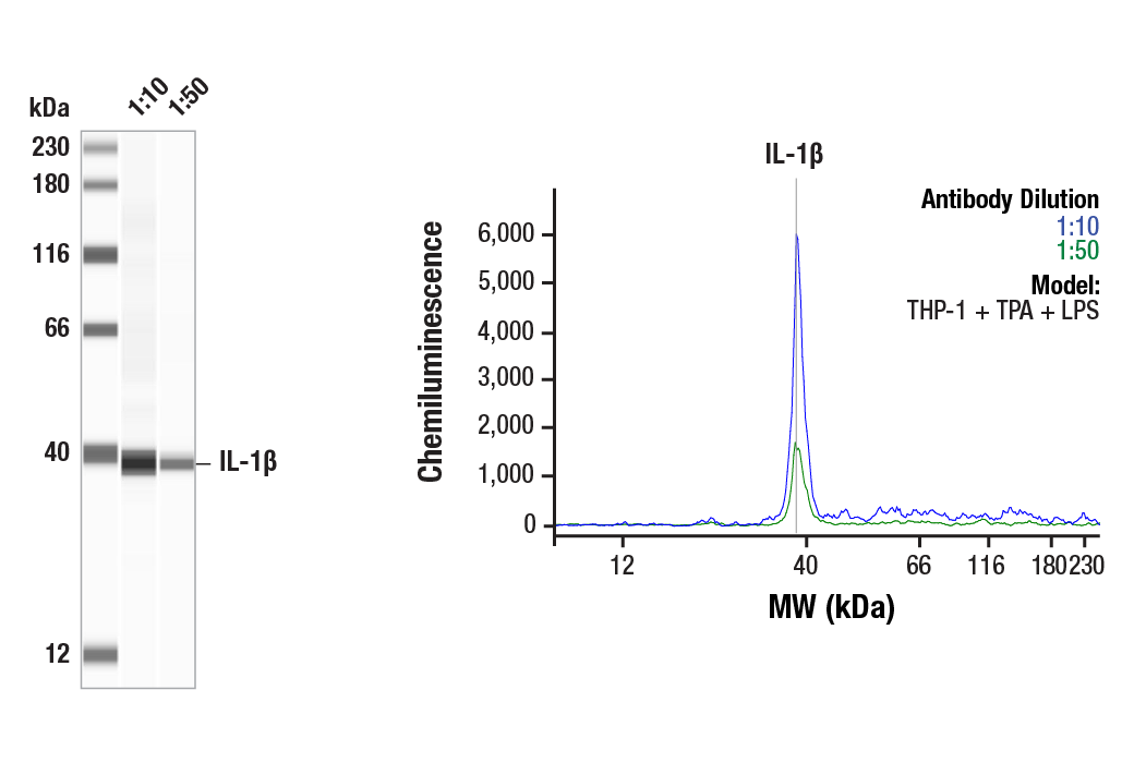 Western Blotting Image 1: IL-1 beta (D3U3E) Rabbit Monoclonal Antibody