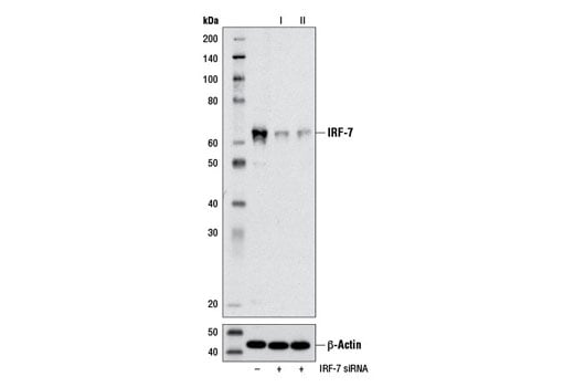 Western Blotting Image 2: IRF-7 (D2A1J) Rabbit Monoclonal Antibody