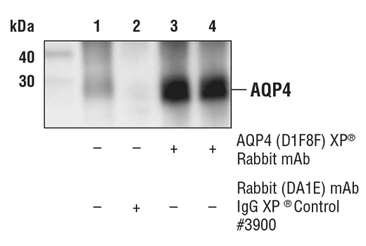 Immunoprecipitation Image 1: AQP4 (D1F8E) Rabbit Monoclonal Antibody