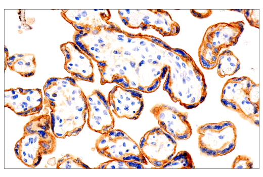 Immunohistochemistry Image 5: GM-CSF Receptor alpha (E8Z3S) Rabbit Monoclonal Antibody (BSA and Azide Free)
