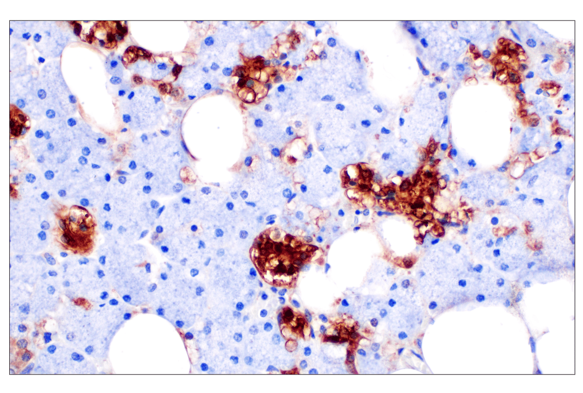 Immunohistochemistry Image 7: SHMT1 (F5Q3S) Rabbit Monoclonal Antibody