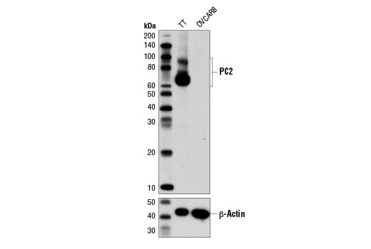 Western Blotting Image 1: PC2 (D1E1S) XP<sup>®</sup> Rabbit mAb (BSA and Azide Free)