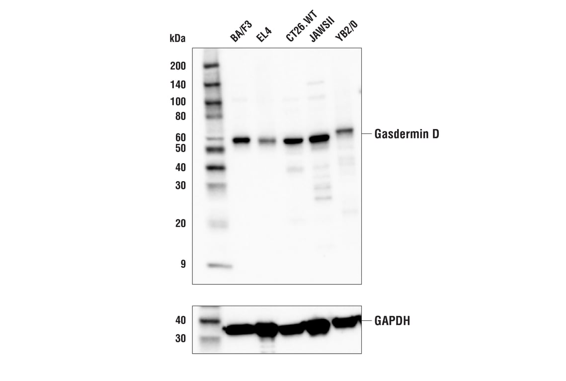 Western Blotting Image 2: Gasdermin D (E4M2W) Rabbit Monoclonal Antibody
