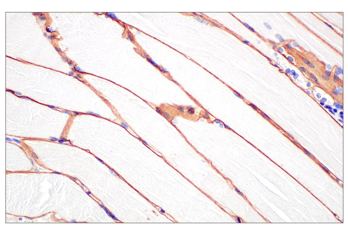 Immunohistochemistry Image 2: Dystrophin (E4F3S) Rabbit Monoclonal Antibody