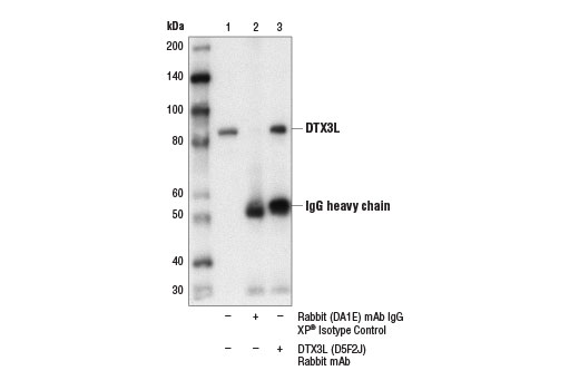 Immunoprecipitation Image 1: DTX3L (D5F2J) Rabbit Monoclonal Antibody