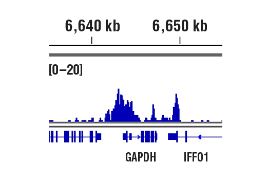 CUT & RUN Image 1: Rpb1 CTD (4H8) Mouse Monoclonal Antibody