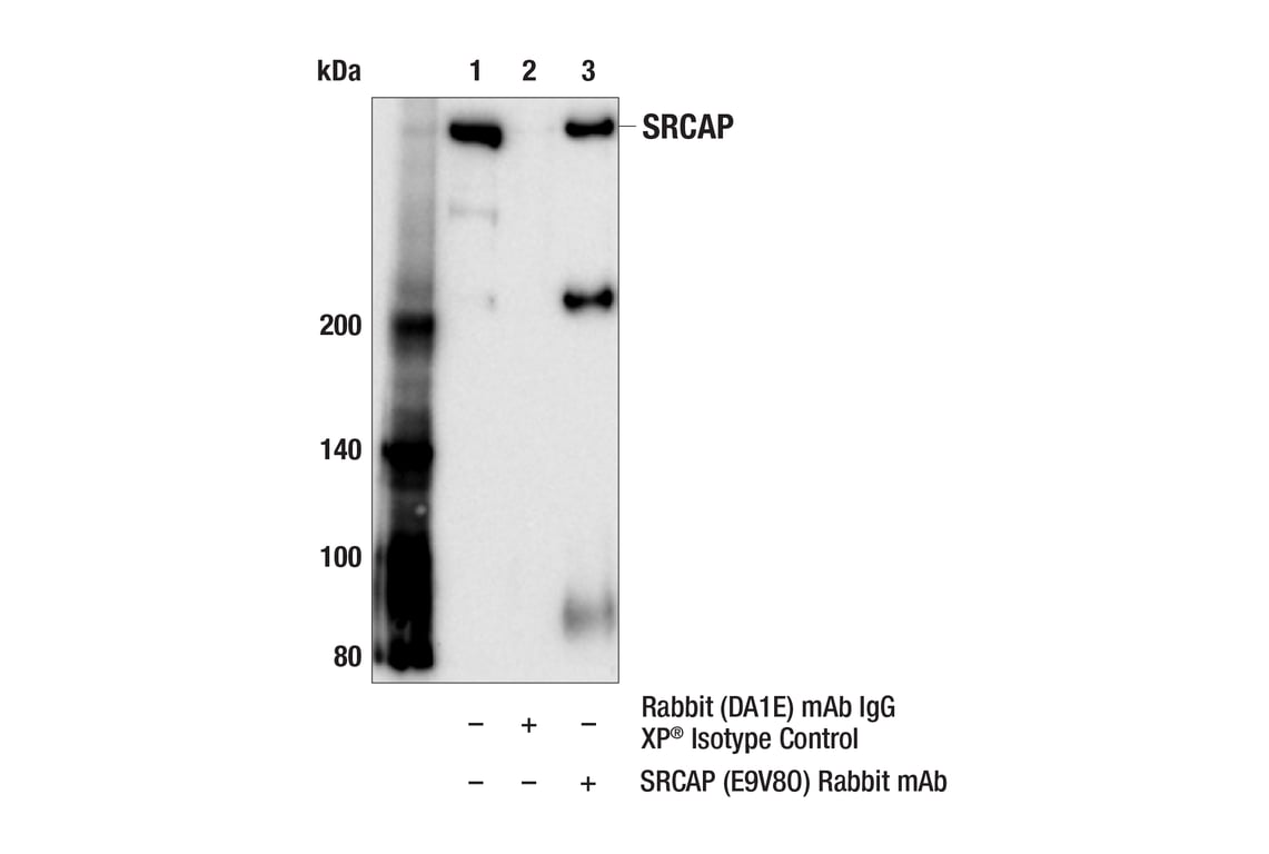 Immunoprecipitation Image 1: SRCAP (E9V8O) Rabbit Monoclonal Antibody