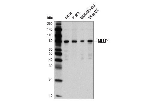 Western Blotting Image 1: MLLT1/ENL (D9M4B) Rabbit mAb