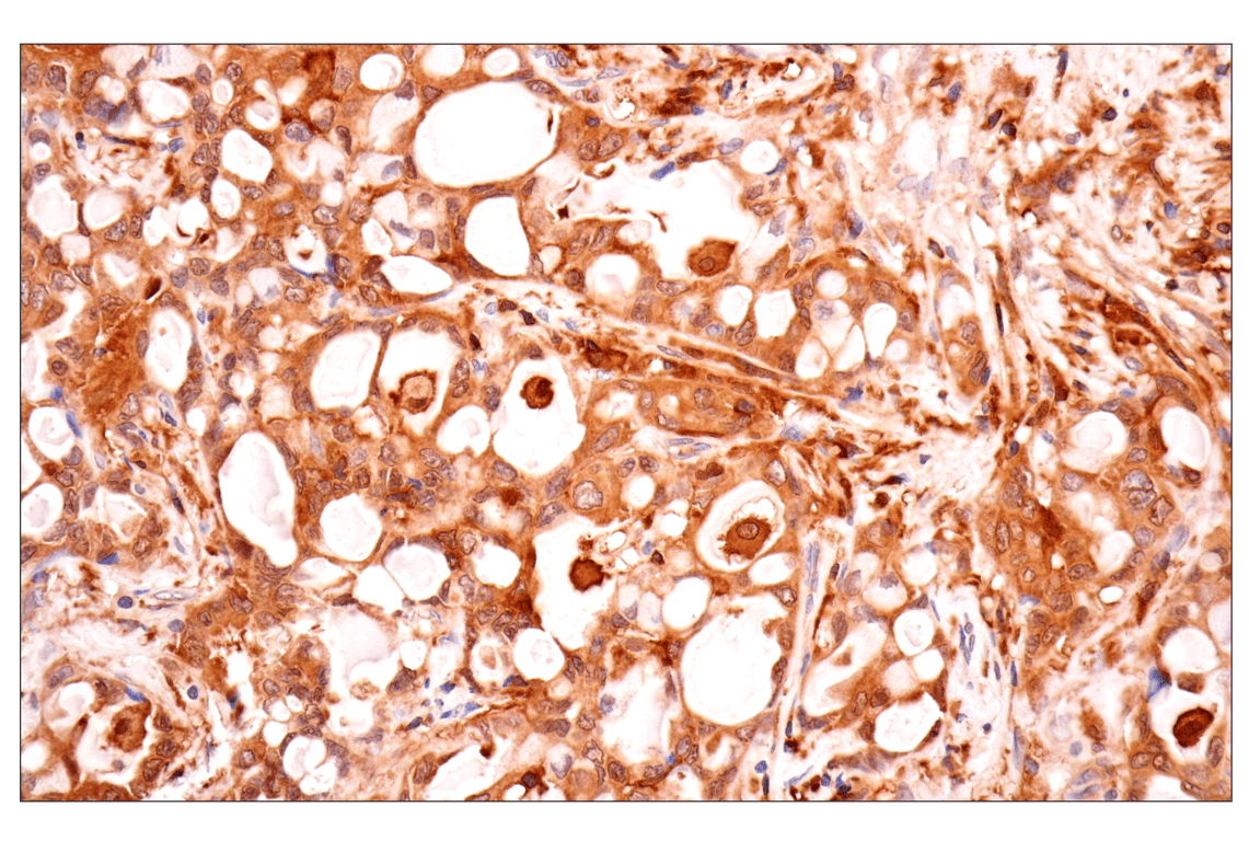 Immunohistochemistry Image 5: TRIM21 (D1O1D) Rabbit Monoclonal Antibody
