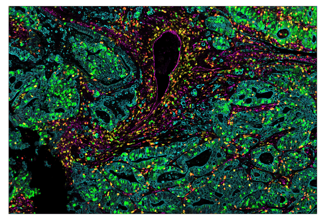 Immunohistochemistry Image 7: SignalStar<sup>™</sup> Midplex IHC Buffer Kit