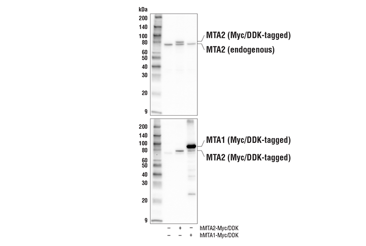 Western Blotting Image 2: MTA2 Antibody