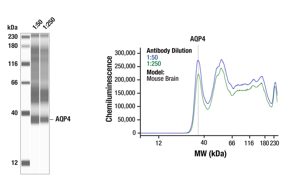 Western Blotting Image 1: AQP4 (D1F8E) Rabbit Monoclonal Antibody