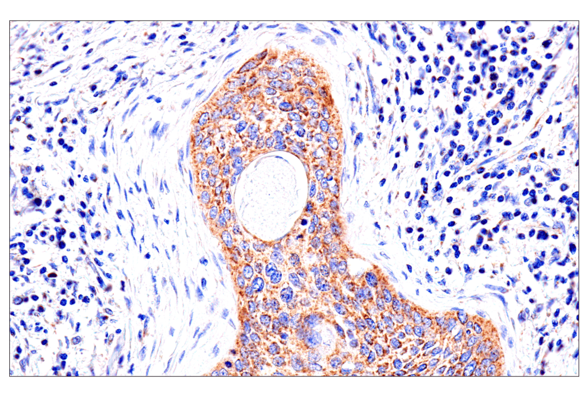 Immunohistochemistry Image 7: SLC25A1 (E7B2B) Rabbit Monoclonal Antibody