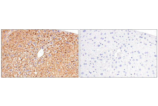 Immunohistochemistry Image 10: ApoE (E7X2A) Rabbit Monoclonal Antibody