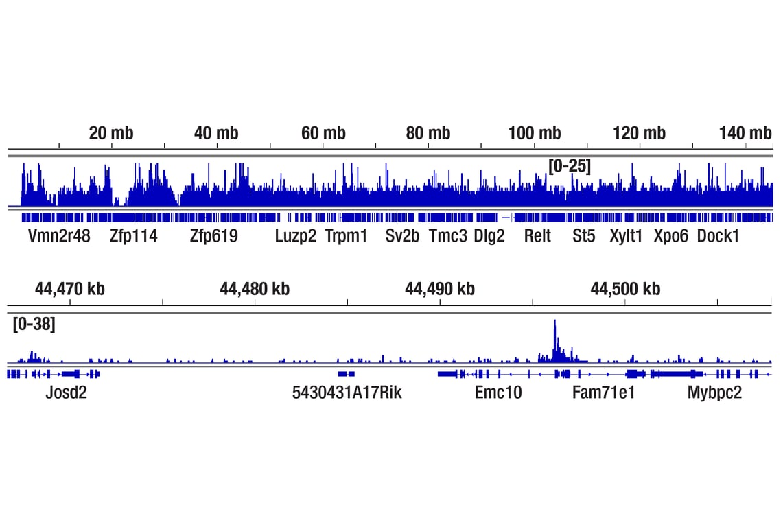CUT & RUN Image 2: Oct-4A (D6C8T) Rabbit Monoclonal Antibody