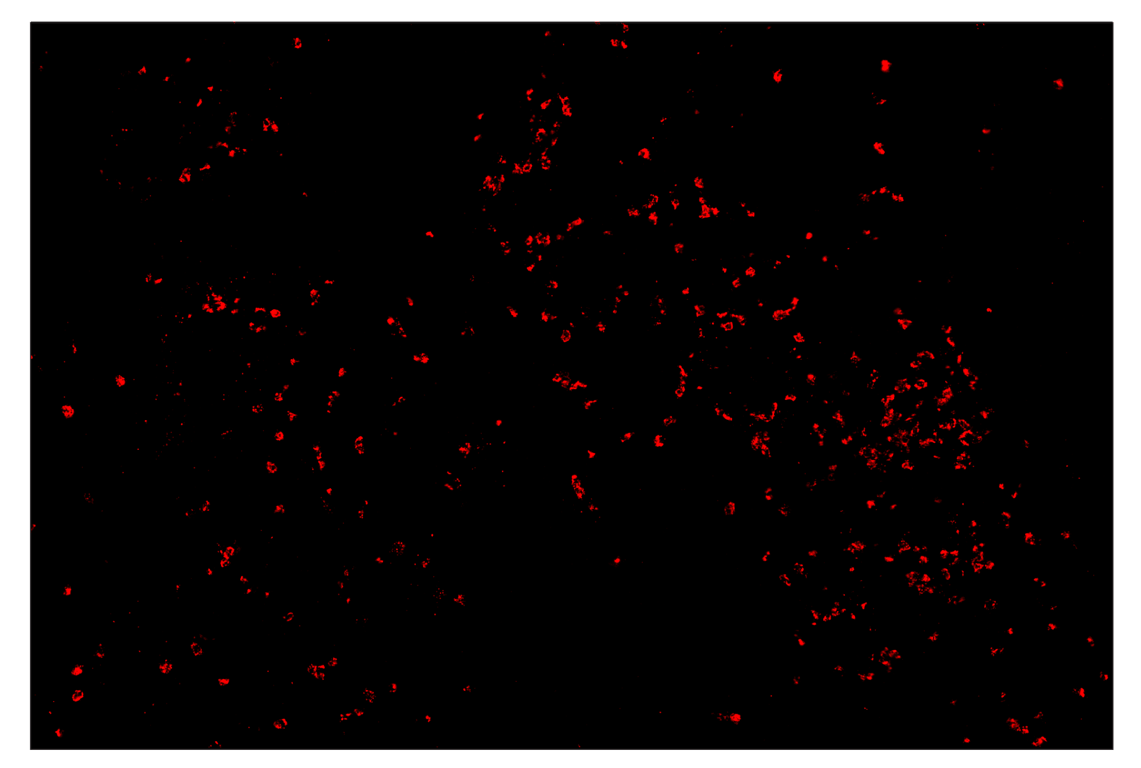 Immunohistochemistry Image 4: Myeloperoxidase (E1E7I) & CO-0138-750 SignalStar<sup>™</sup> Oligo-Antibody Pair