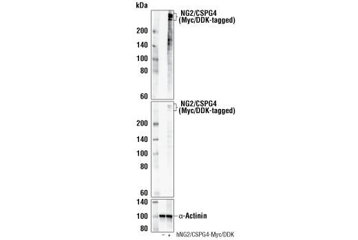 Western Blotting Image 2: NG2/CSPG4 (E3B3G) Rabbit Monoclonal Antibody (BSA and Azide Free)