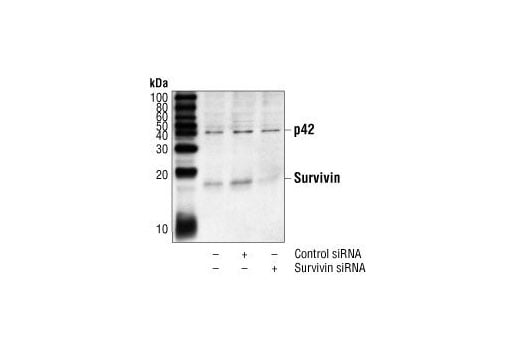 Western Blotting Image 2: Survivin (6E4) Mouse Monoclonal Antibody (BSA and Azide Free)