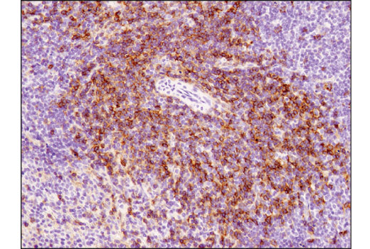 Immunohistochemistry Image 3: CD4 (D7D2Z) Rabbit mAb