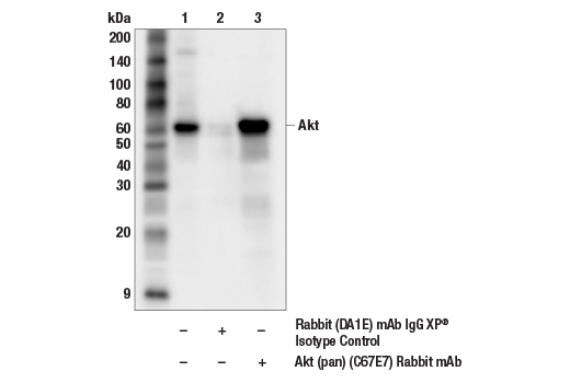 Immunoprecipitation Image 1: Akt (pan) (C67E7) Rabbit Monoclonal Antibody