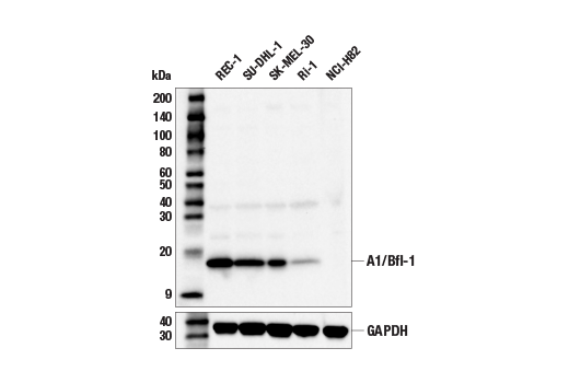 Western Blotting Image 1: A1/Bfl-1 (E3U2F) Rabbit mAb