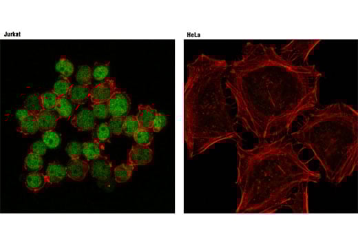 Immunofluorescence Image 1: Ikaros (D10E5) Rabbit Monoclonal Antibody (BSA and Azide Free)