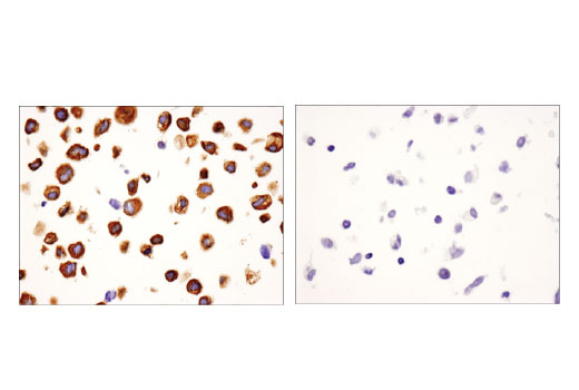Immunohistochemistry Image 1: USP9X (D4Y7W) Rabbit Monoclonal Antibody