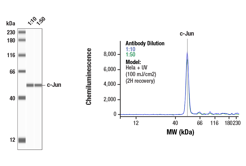 Western Blotting Image 1: c-Jun (60A8) Rabbit Monoclonal Antibody