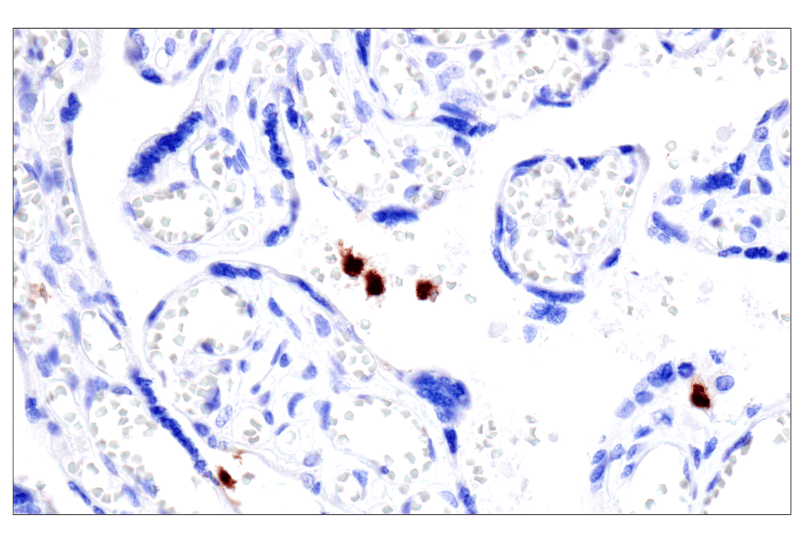 Immunohistochemistry Image 13: CD177 (F9O5U) Rabbit Monoclonal Antibody (BSA and Azide Free)