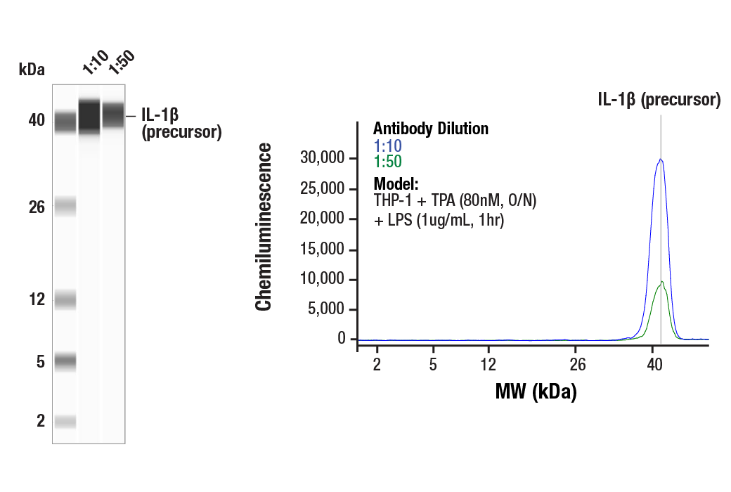 Western Blotting Image 1: IL-1 beta (3A6) Mouse Monoclonal Antibody