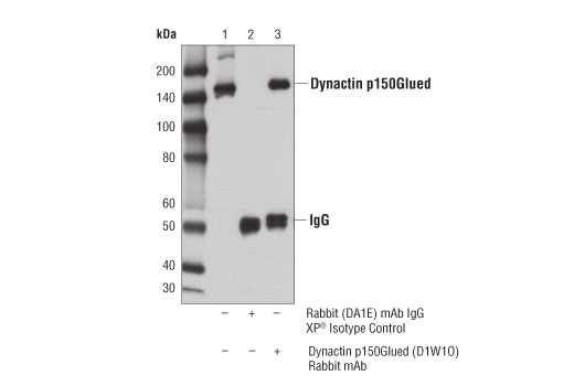 Immunoprecipitation Image 1: Dynactin p150Glued (D1W1O) Rabbit Monoclonal Antibody