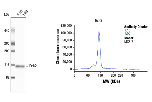 Western Blotting Image 1: Ezh2 (D2C9) Rabbit Monoclonal Antibody