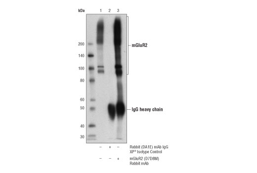 Immunoprecipitation Image 1: mGluR2 (D7D8M) Rabbit Monoclonal Antibody