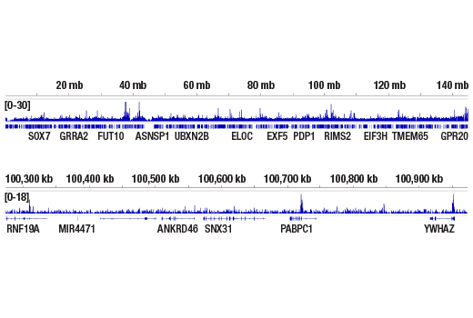 CUT & RUN Image 2: DOT1L (D1W4Z) Rabbit Monoclonal Antibody