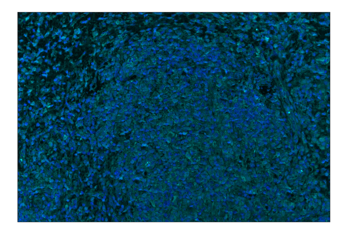 Immunohistochemistry Image 2: ASC/TMS1 (E1E3I) Rabbit Monoclonal Antibody (Alexa Fluor<sup>®</sup> 750 Conjugate)
